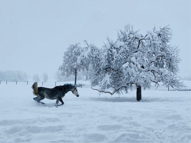 Tanz im Winterwunderland 