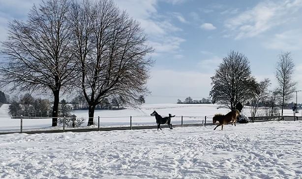 Pferde im Winterzauber