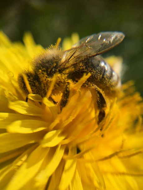 Tierwohl auch für Bienen